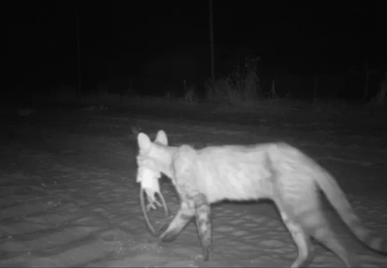 feral cat with hopping mouse in mouth.