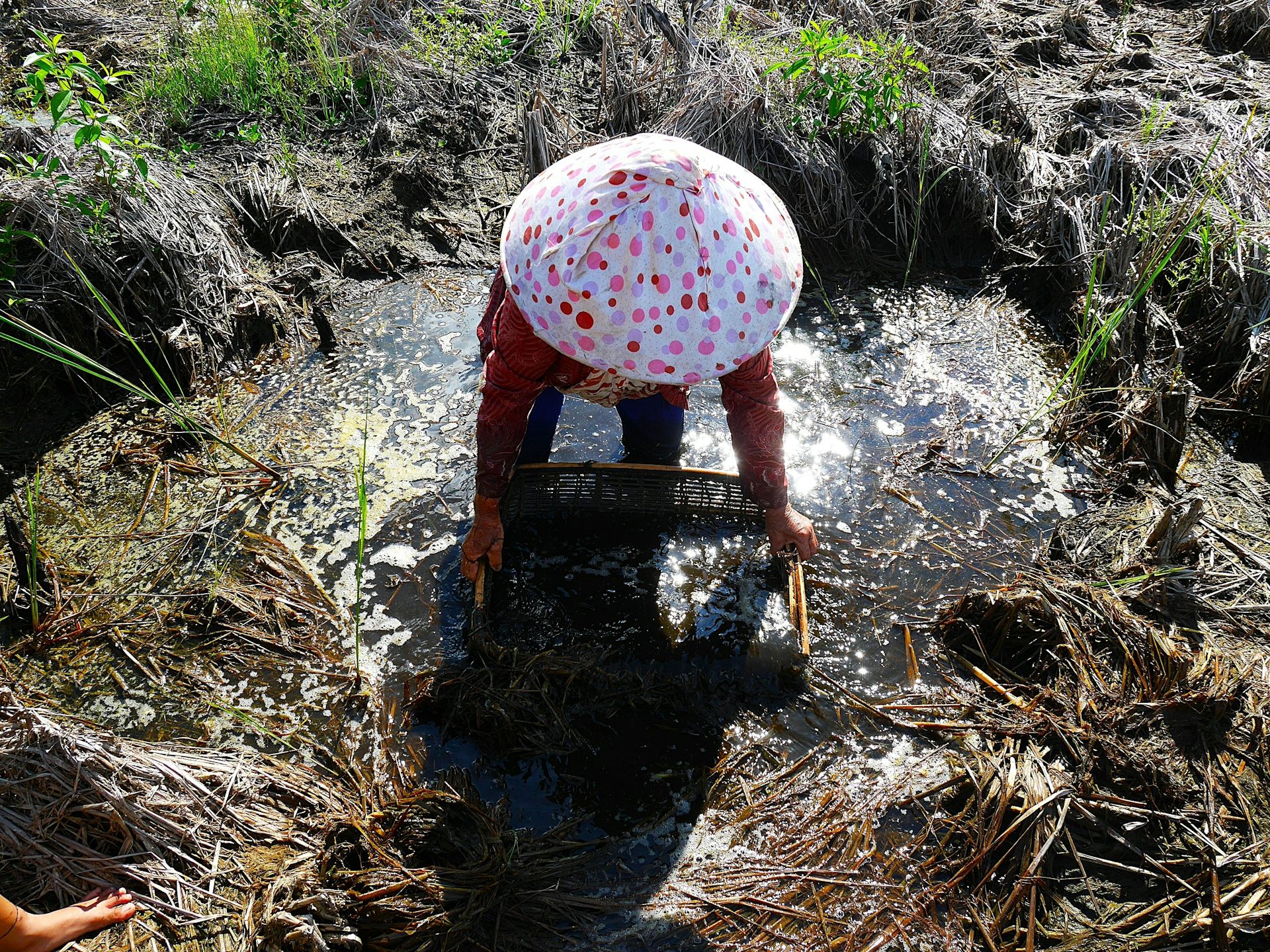 Ilustrasi petani bekerja di tanah lembap yang jadi sarang ideal bagi pertumbuhan cacing parasit.