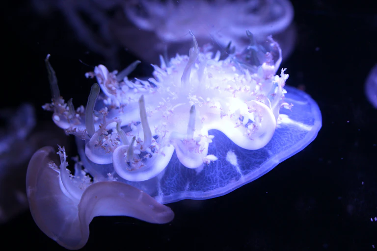 Upside down purple glowing jellyfish
