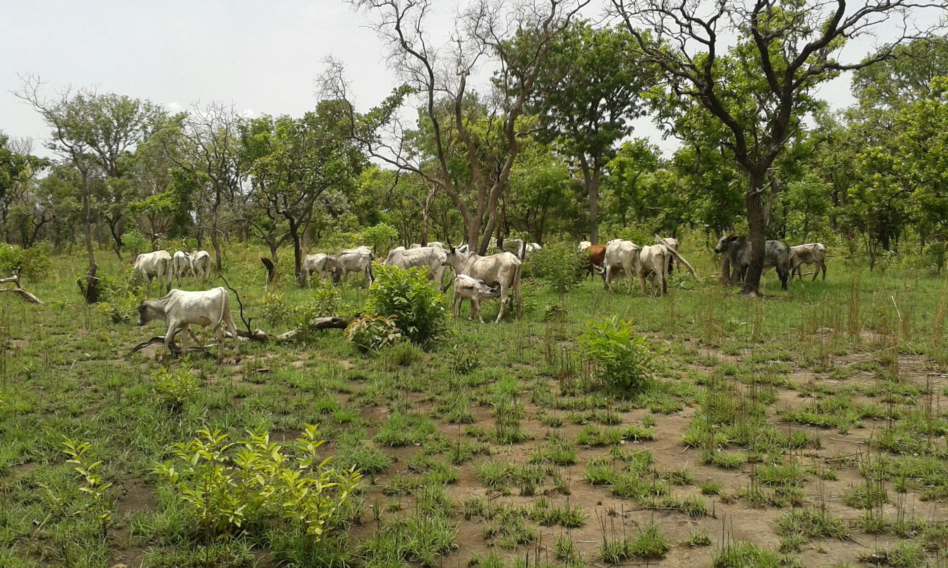 Indigenous trees might be the secret to climate resilient dairy farming in Benin, says this new study