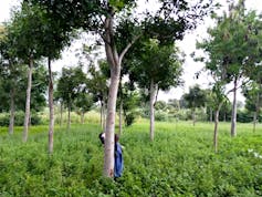Árvores com plantações crescendo embaixo e uma vaca andando