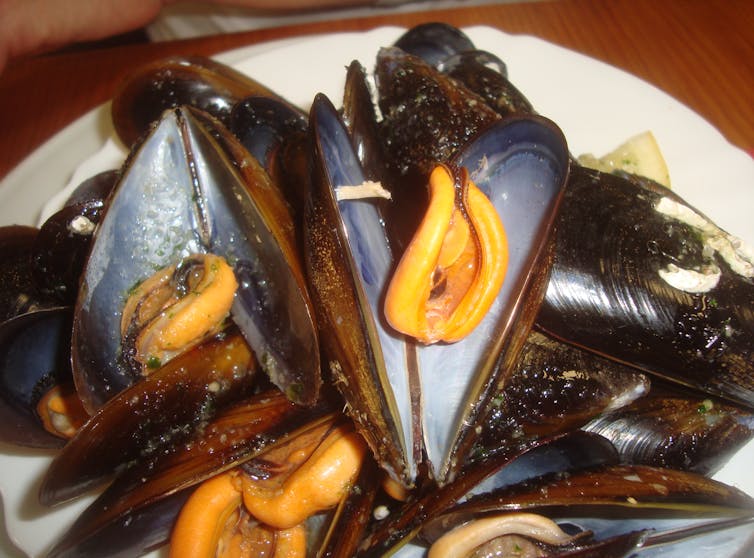 Aristóteles abrió un mejillón hace 2000 años... y vio algo que seguimos estudiando hoy 5 file 20260122 56 5zl3vw.jpg?ixlib=rb 4.1