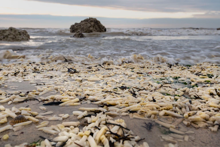 lots of chips on a beach