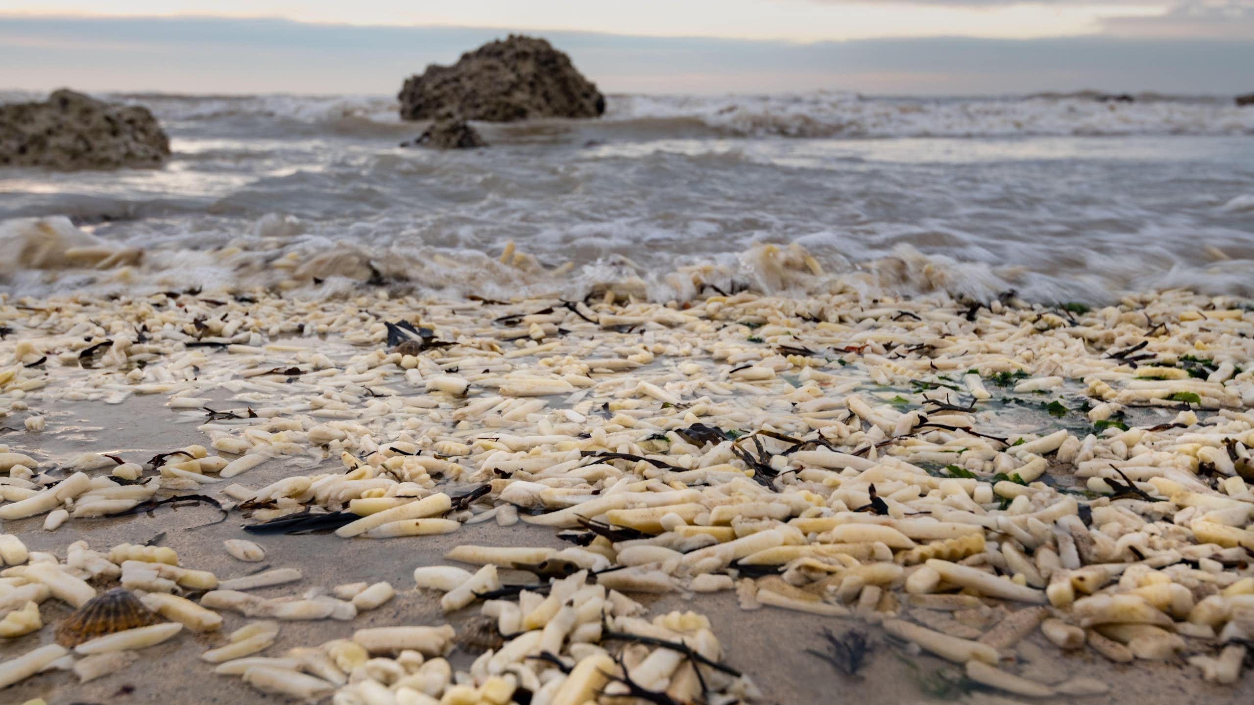 lots of chips on a beach