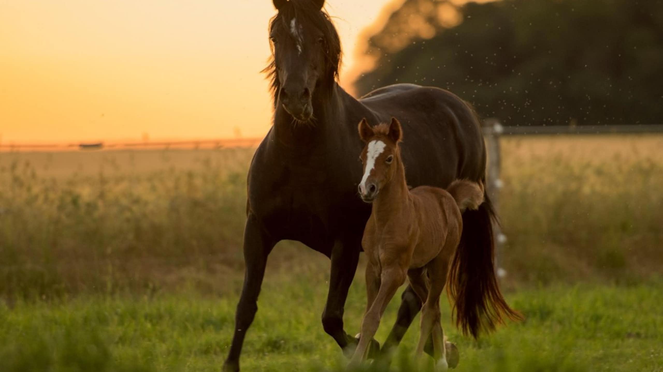 poulain et jument au coucher du soleil