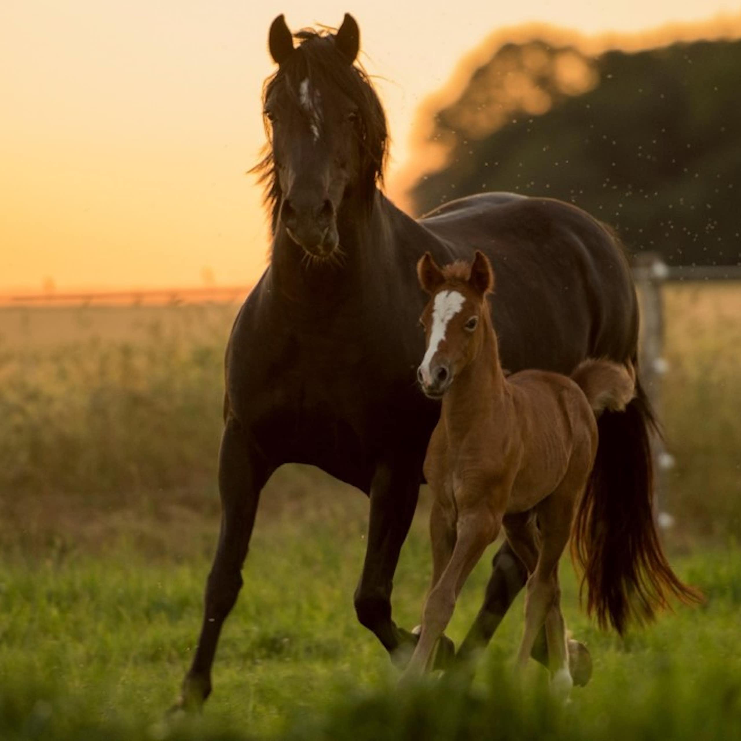 poulain et jument au coucher du soleil