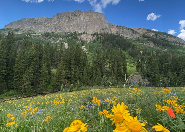 A mountain with a meadow filled with grasses and wildflowers in the foreground.