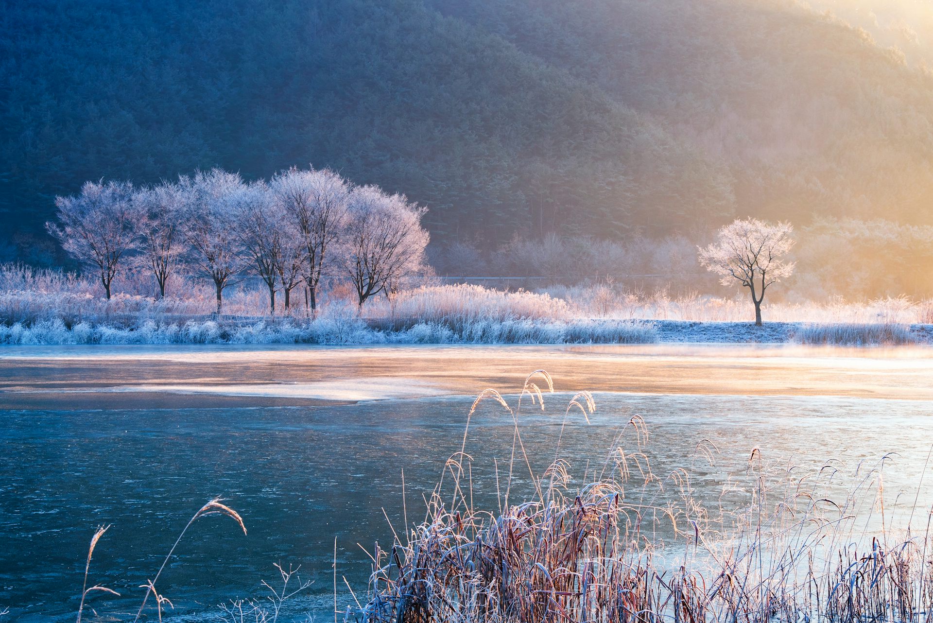 Over a three-decade experiment in the Rocky Mountains, fungi and plant life fundamentally changed. The result has consequences for cattle and wildlife.