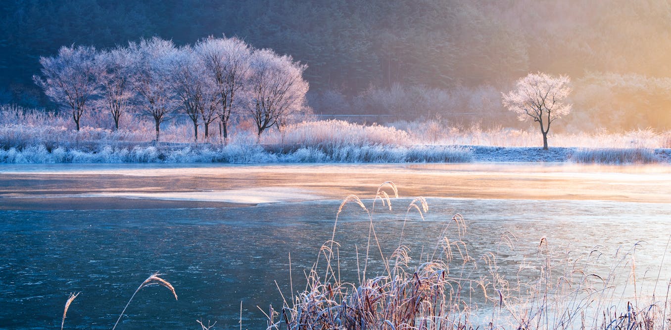 Warming winters are disrupting the hidden world of fungi – the result can shift mountain grasslands to scrub Warming winters are disrupting the hidden world of fungi – the result can shift mountain grasslands to scrub