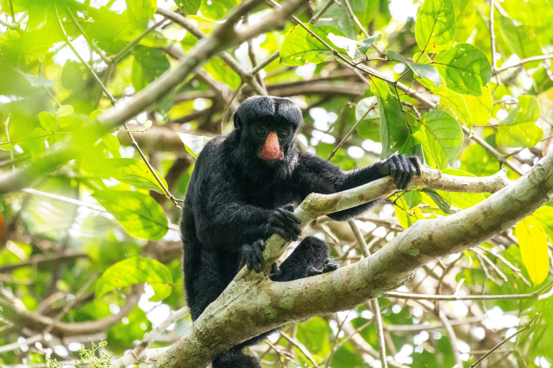 Um macaco preto com nariz vermelho empoleirado em uma árvore
