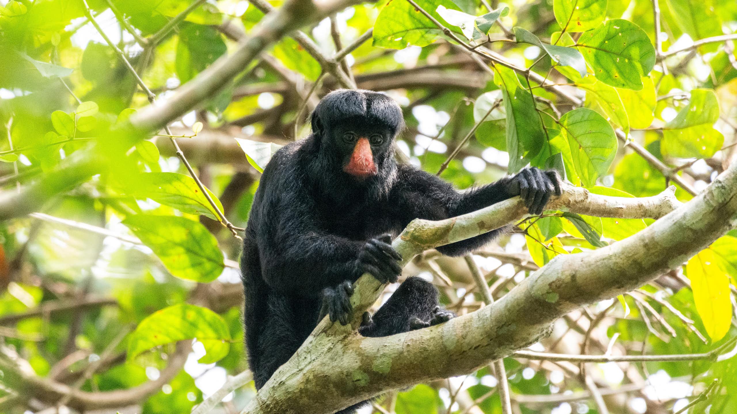Um macaco preto com nariz vermelho empoleirado em uma árvore