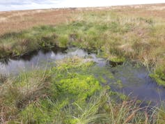 The right way to minimize destructive emissions from ditches and canals – new analysis 1 file 20260122 56 t4pk2q.jpg?ixlib=rb 4.1