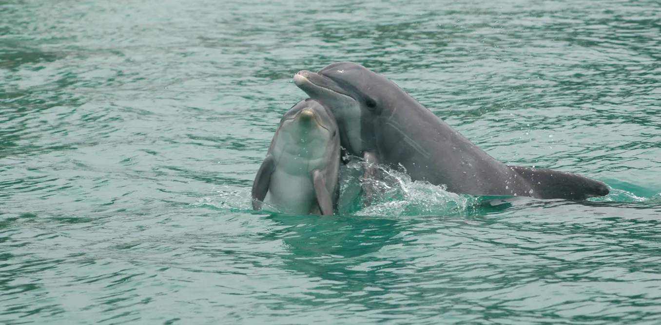 Dolphin Researchers Reveal Shared Non-Signature Whistles