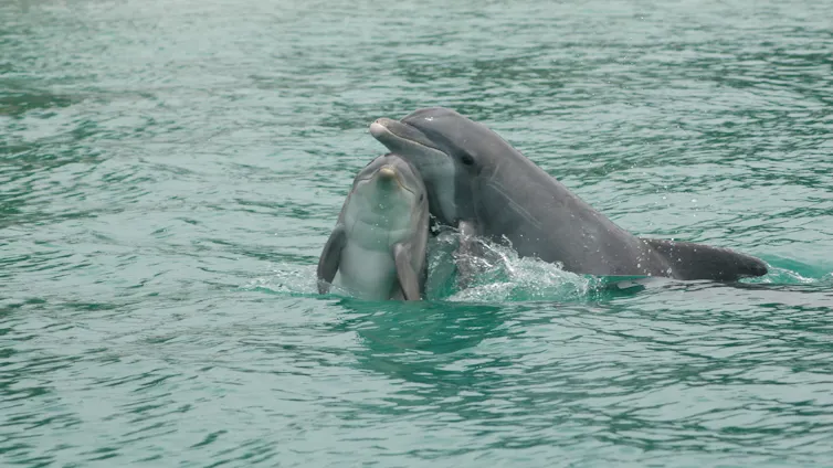 Brookfield Zoo Chicago's Sarasota Dolphin Research Program
