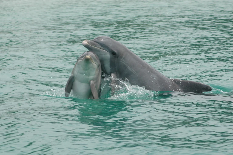 two dolphins surfacing together