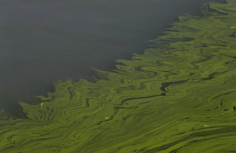 Green algae float on the surface of water.