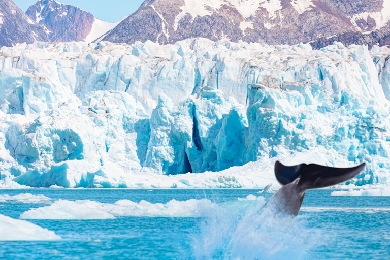 whale tail with glacier in background