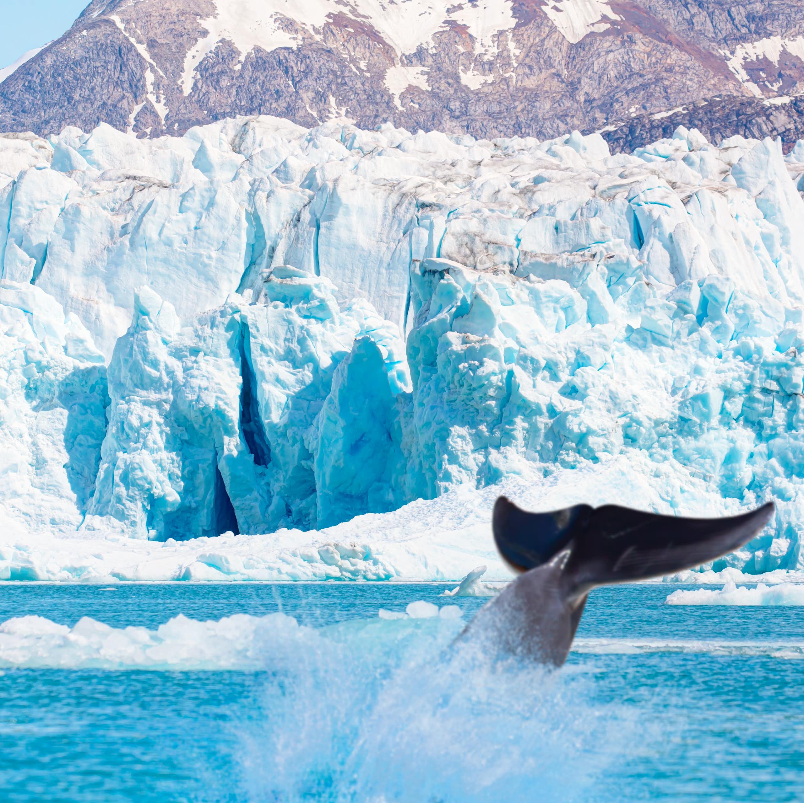 whale tail with glacier in background