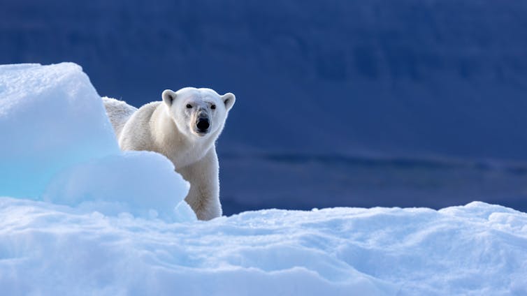polar bear peeks from behind ice