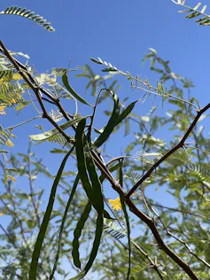 Leaves, twigs and seed pods