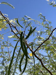 Leaves, twigs and seed pods