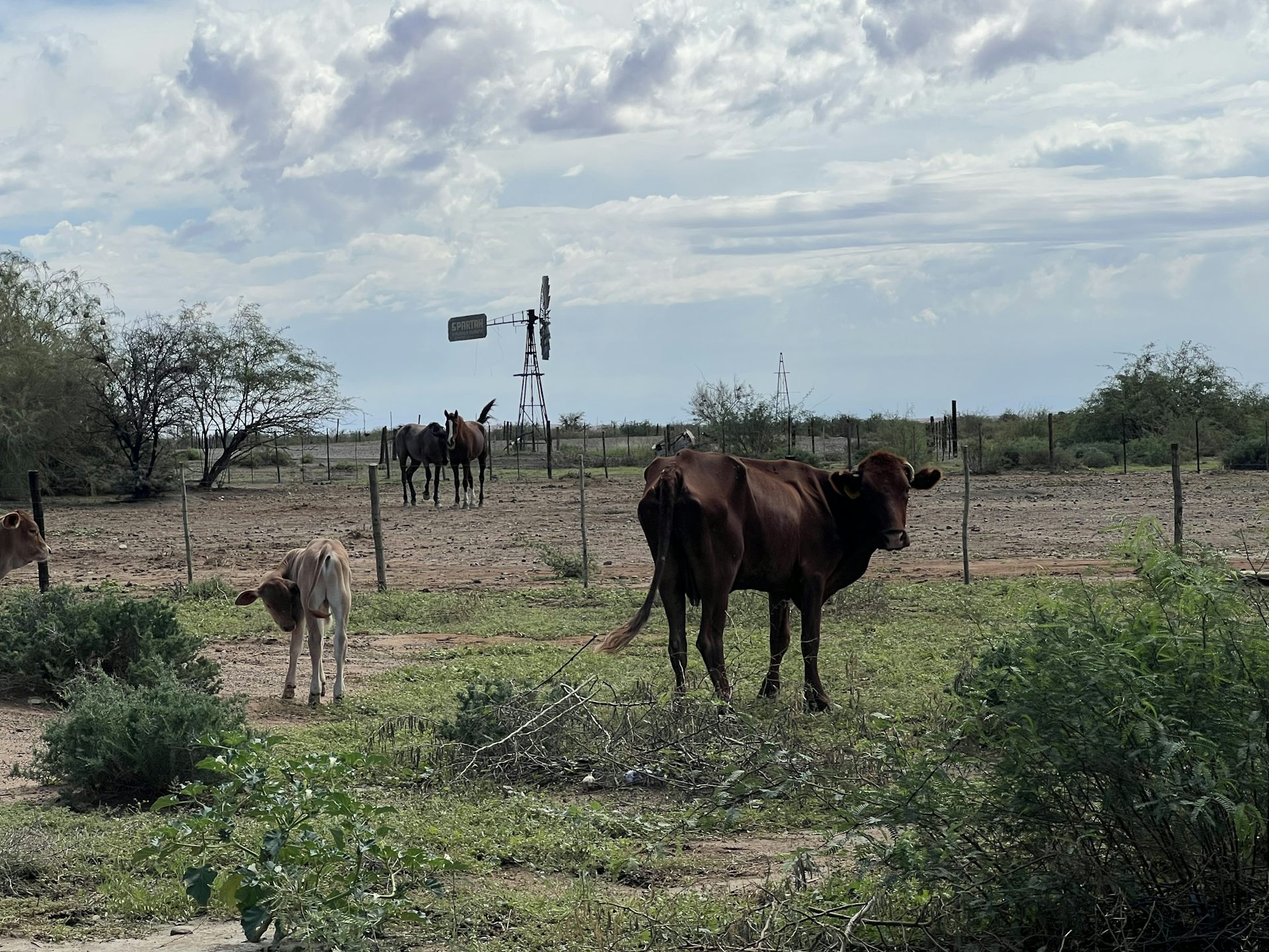 Invasive mesquite plants do more than deplete water reserves – new research in South Africa shows they damage soil too