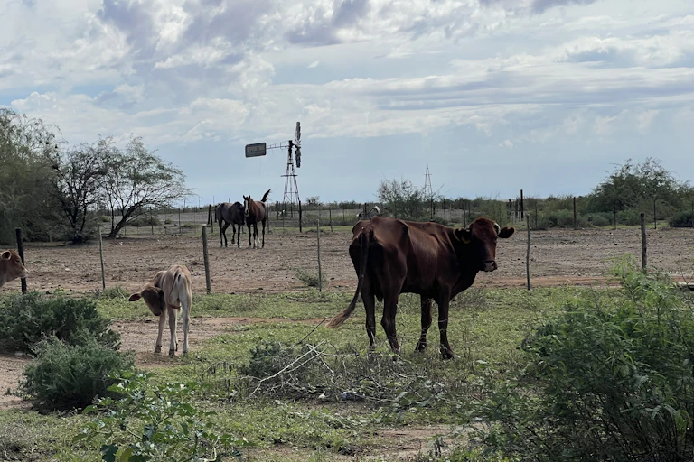 Cow, calf and horses in dry environment