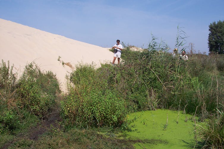 Una zona con mucha vegetación junto a una zona de dunas de arena clara.