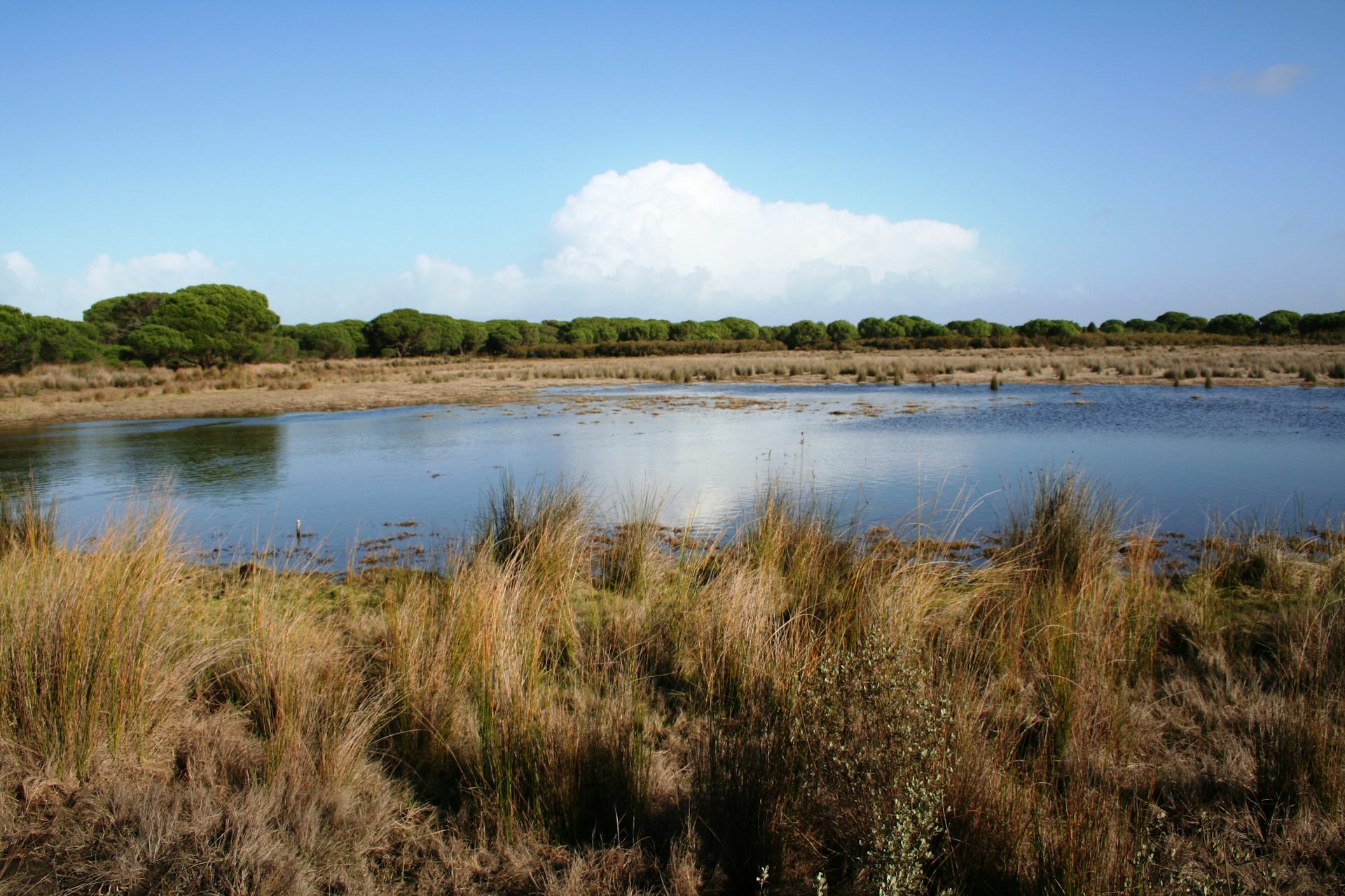 Un estanque de agua en un paisaje con plantas y árboles secos.
