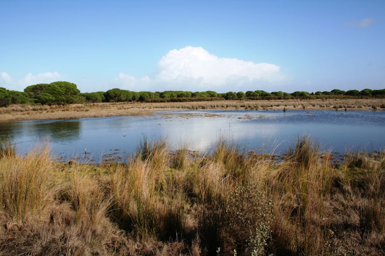 Un estanque de agua en un paisaje con plantas y árboles secos.