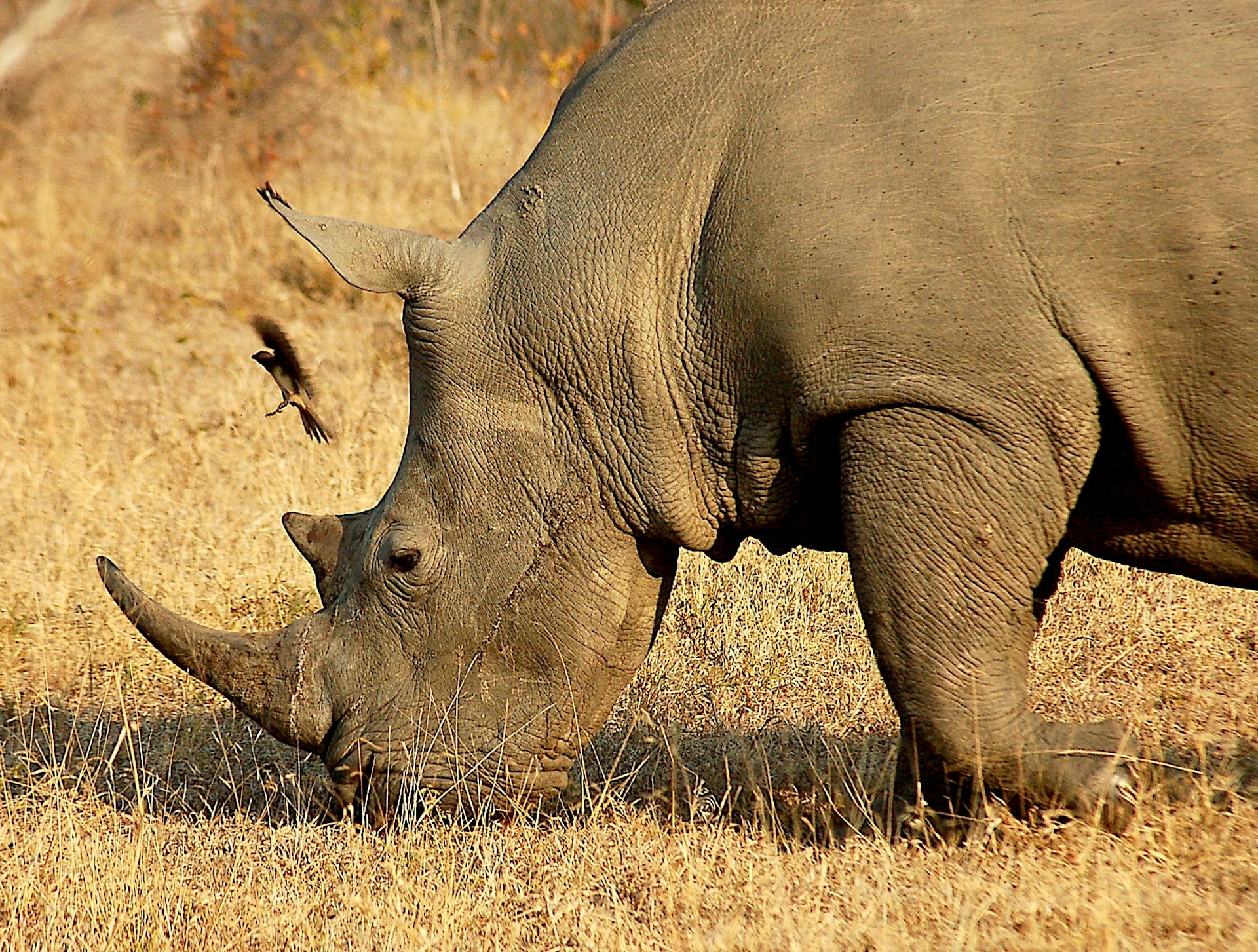Grazing and digging put some herbivores at greater risk from toxic elements in soil – new research