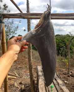 New limits on international industry of sharks received’t be sufficient to avoid wasting them from overfishing – new analysis 1 file 20260123 56 oichoc.png?ixlib=rb 4.1