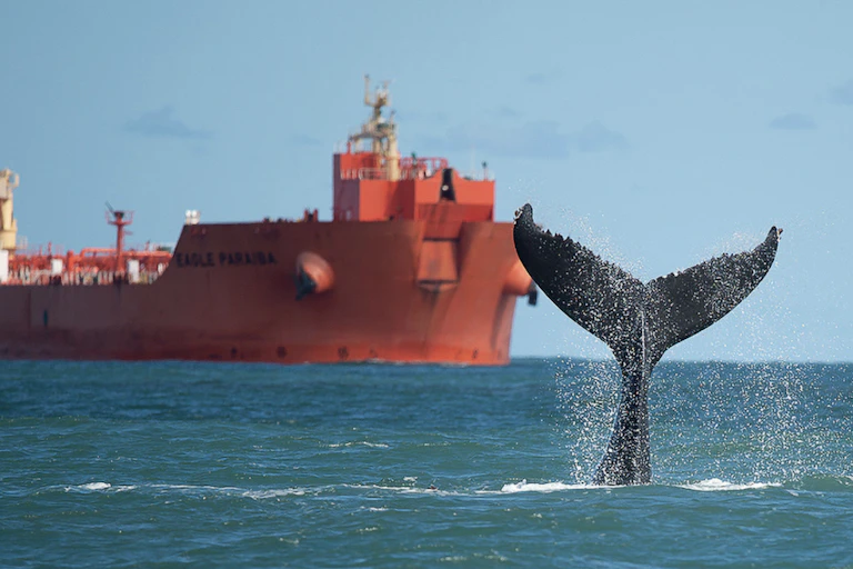 A whale tale with a cargo ship in the background.