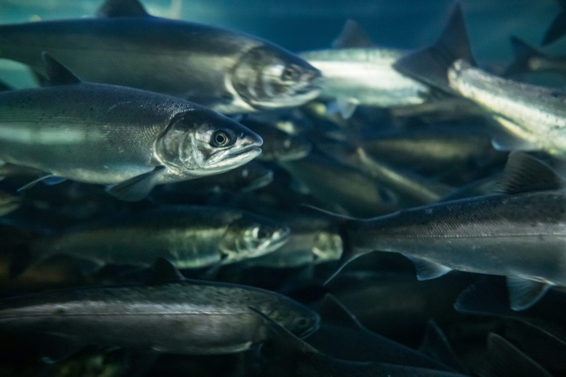 Canada is losing track of its wild salmon — just when we need that knowledge most