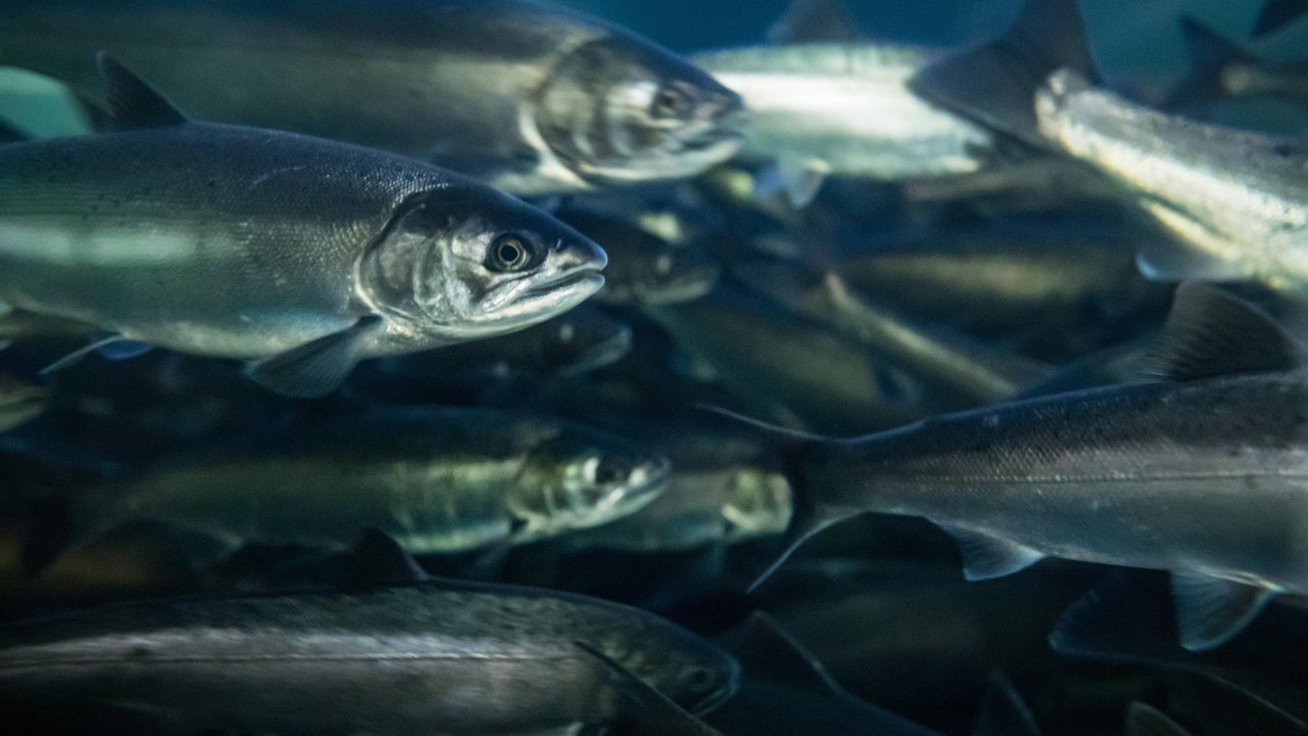 a group silver coloured fish swimming