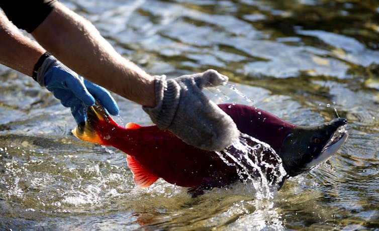 Close-up de um peixe avermelhado saltando das mãos de uma pessoa para a água