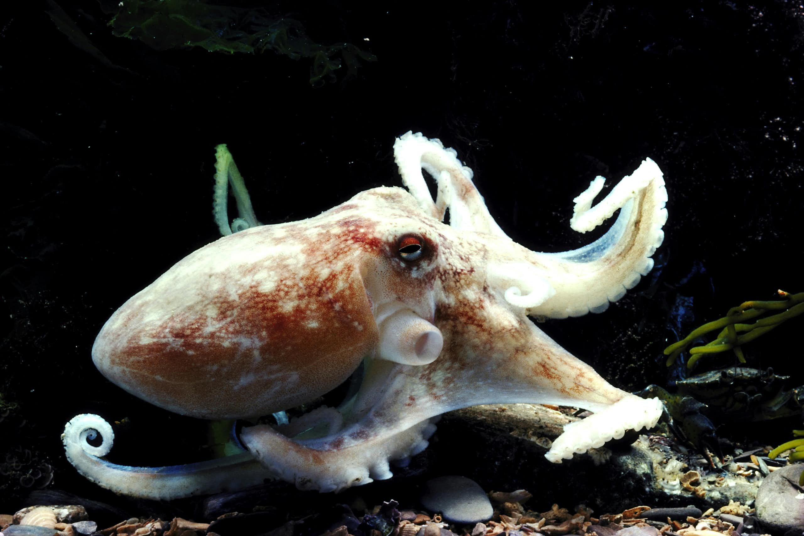 A white octopus with a reddish hue in the water