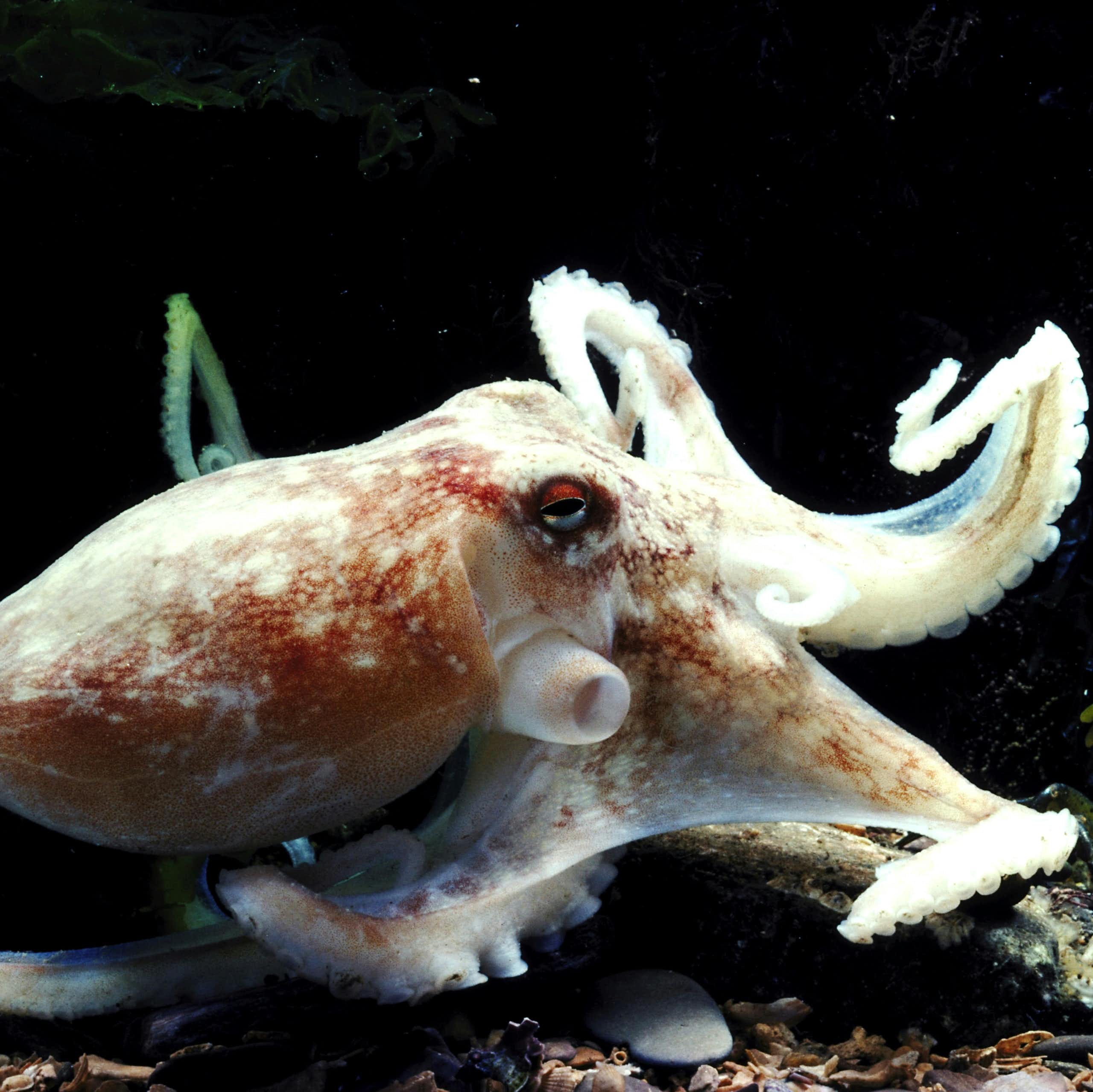 A white octopus with a reddish hue in the water