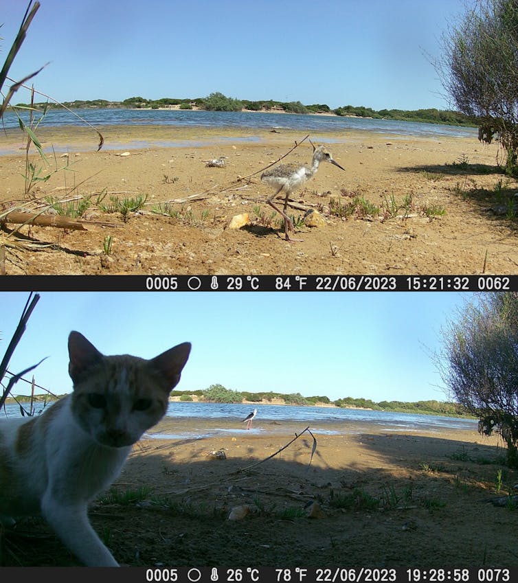 When Pets Consume Biodiversity: Unregulated Struggle within the Eu Union 3 file 20260124 56 4gdus.jpg?ixlib=rb 4.1