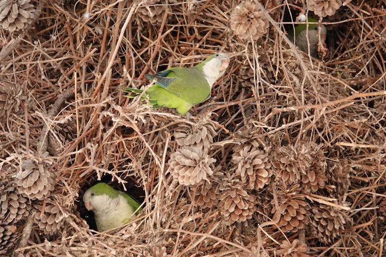 When Pets Consume Biodiversity: Unregulated Struggle within the Eu Union 2 file 20260124 56 l8fnz4.jpg?ixlib=rb 4.1