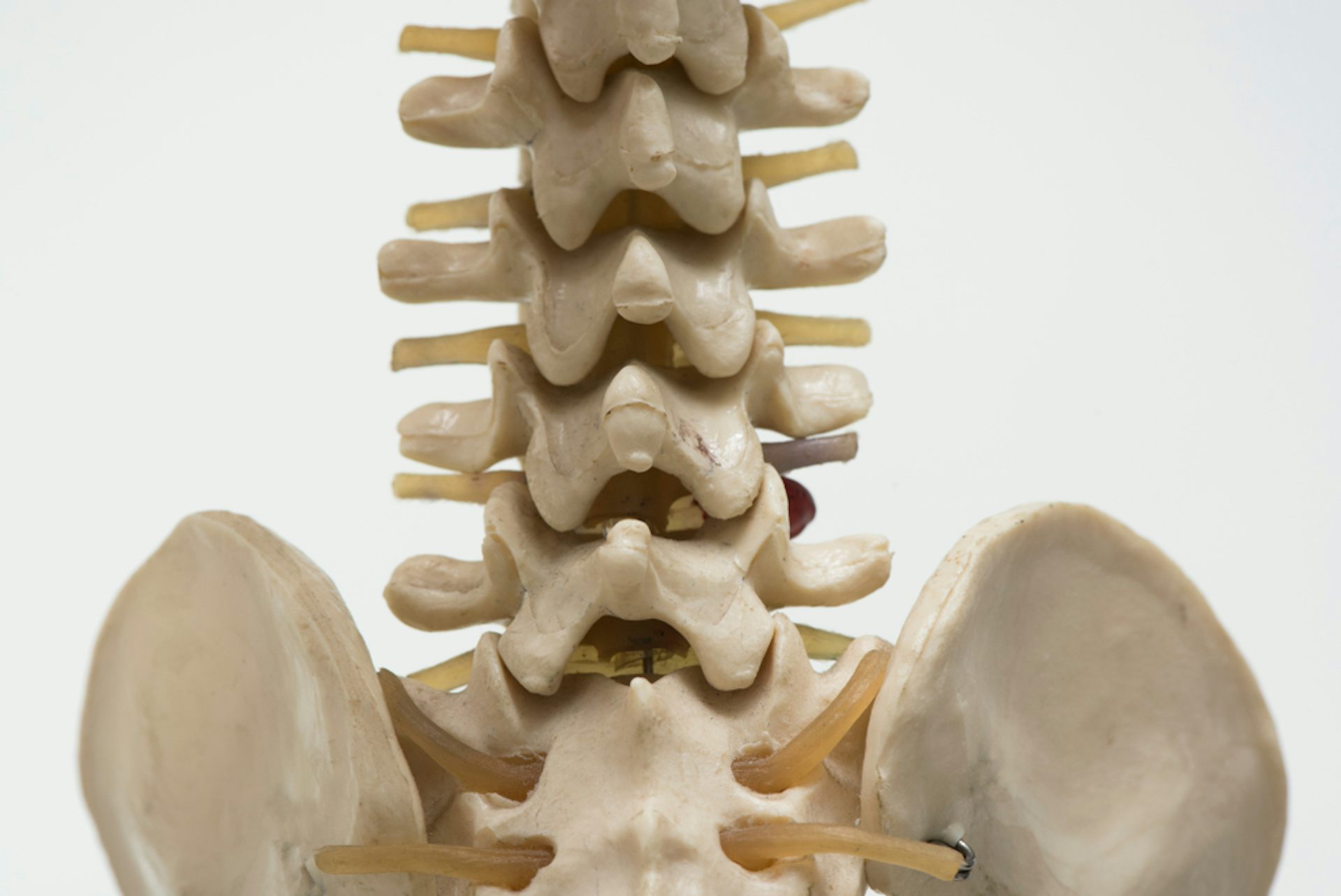 Model of a spine.