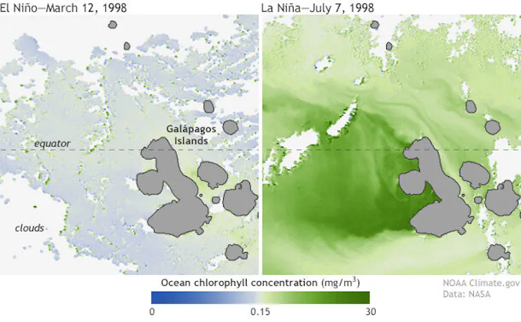 Two maps show very low phytoplankton activity at the end of an El Niño and high again during La Niña.