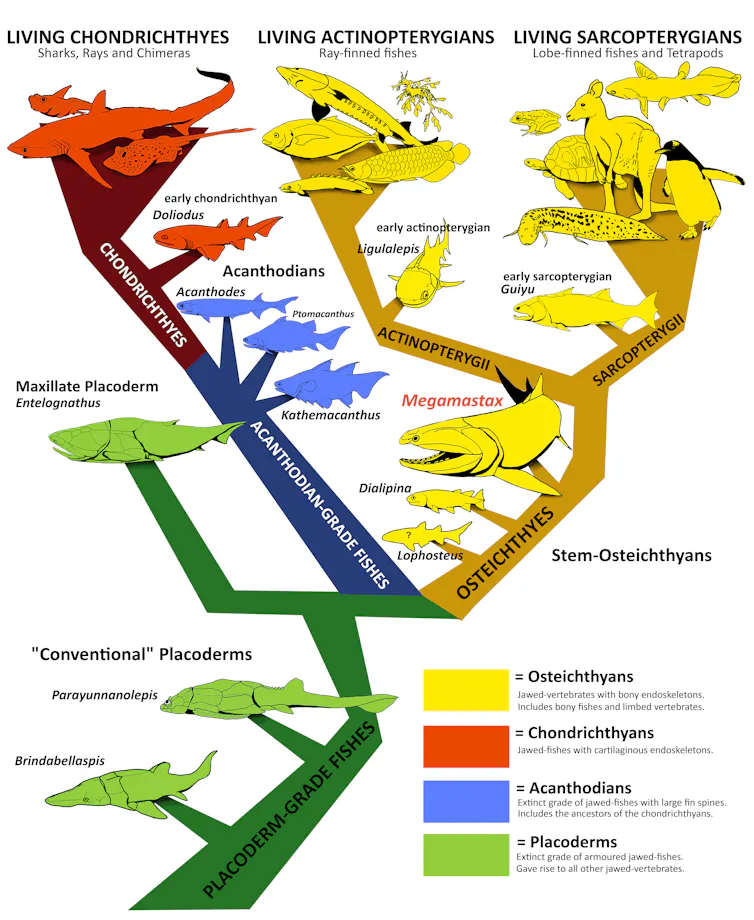 A family tree showing the relationships between several groups of animals.