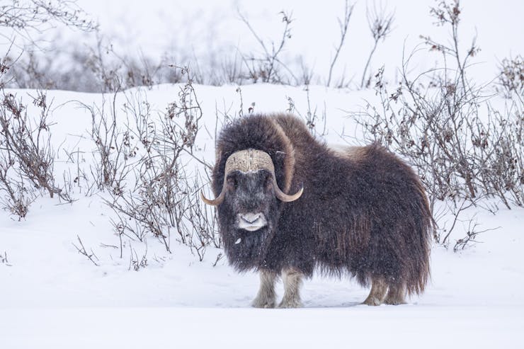 An animals with a thick, shaggy coat, standing in a snow-covered landscape.