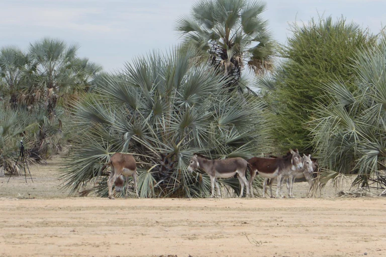 Donkeys in a dry landscape with some palm-like trees.