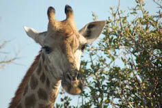 A giraffe eating leaves from the top of a tree