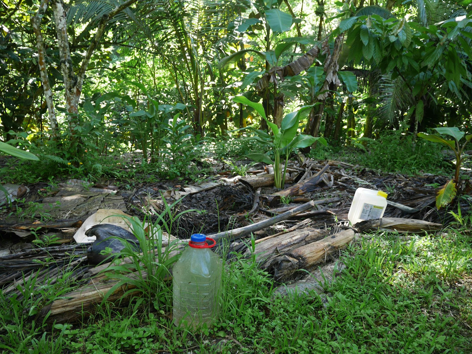 Le faaapu de Thierry : utilisation du paillage, de l’ombre des bananiers et de stockage d’eau en cas de forte sécheresse