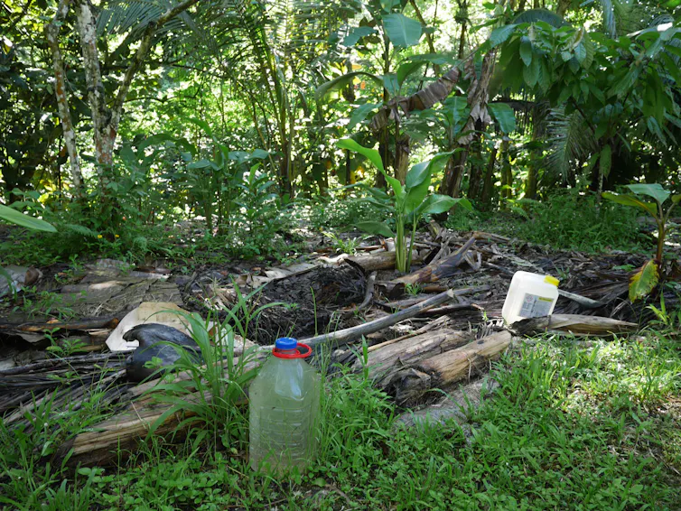 Le faaapu de Thierry : utilisation du paillage, de l’ombre des bananiers et de stockage d’eau en cas de forte sécheresse