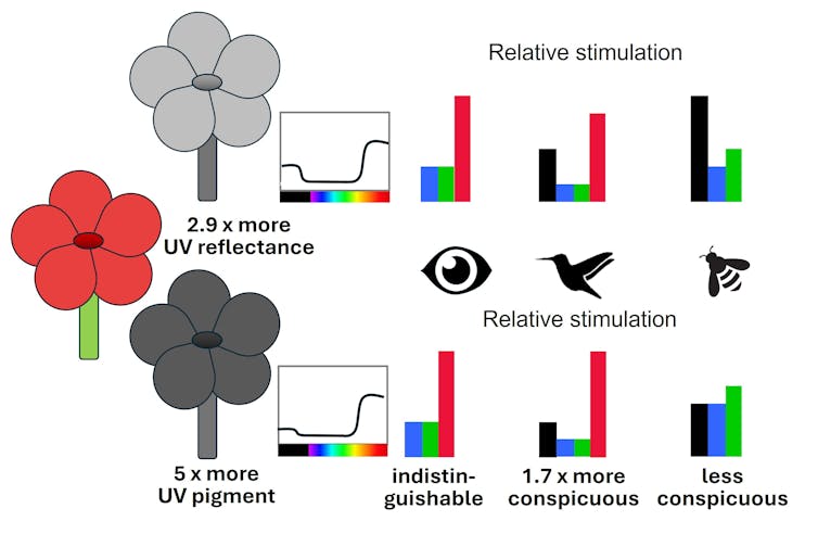 A diagram showing the relative strength of red signals to birds, bees and humans.