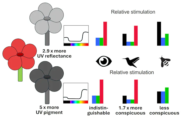 A diagram showing the relative strength of red signals to birds, bees and humans.